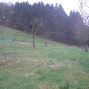 wiese 2